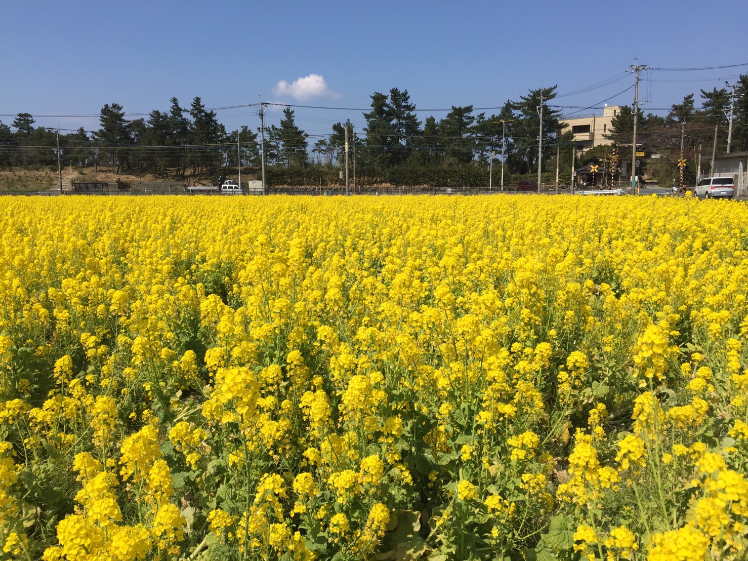 福岡の菜の花が有名なスポット4選 Fukuu