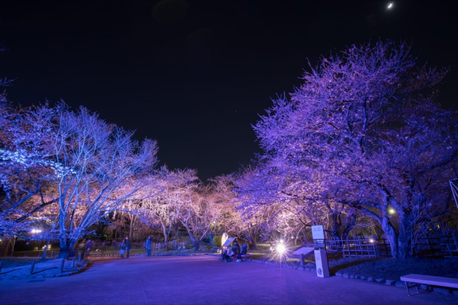 舞鶴公園の桜２