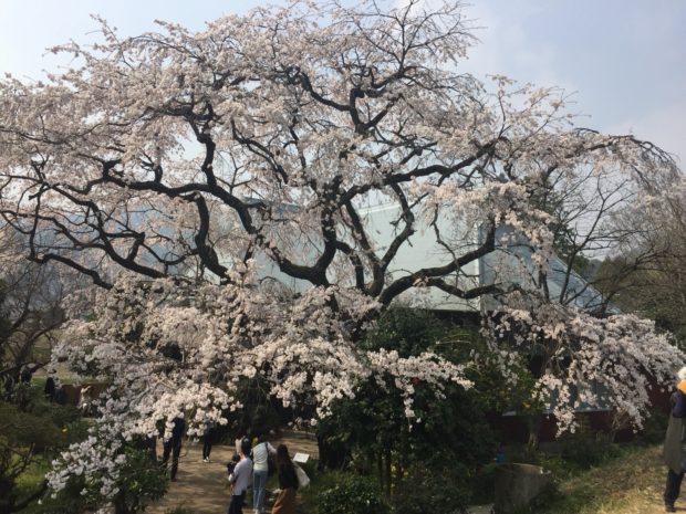 ヒメシダレザクラ