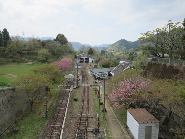 鉄道の桜