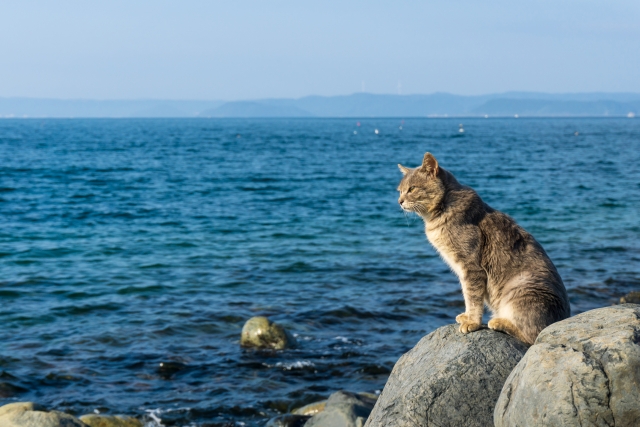 福岡県には猫の島が５つある 相島 地島 姫島 大島 玄海島 Fukuu