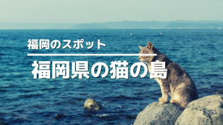 福岡猫の島アイキャッチ画像