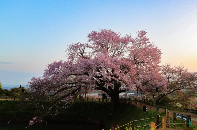 浅井桜