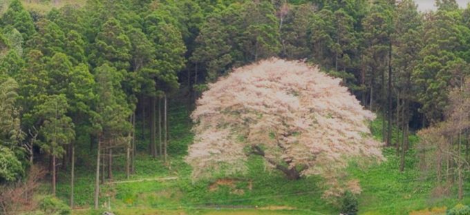 一本木桜