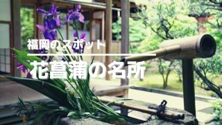 福岡の花しょうぶアイキャッチ画像